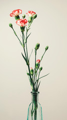 Close-up of red carnations, natural background