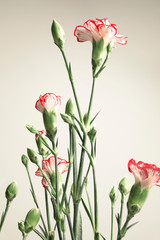 Close-up of red carnations, natural background