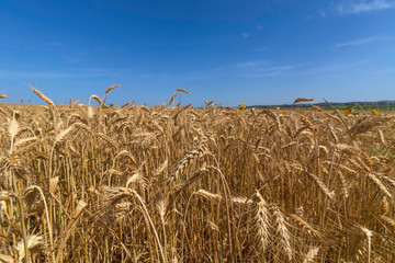 Field of ripe golden wheat against a blue sky with clouds