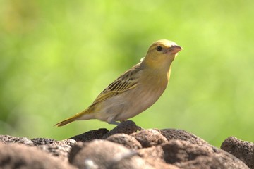 Yellow Weaver bird photo