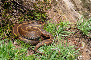 Nordiberische Kreuzotter / Iberienotter (Vipera seoanei) - Iberian cross adder