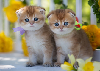 Two little kittens sit on a background of flowers in summer.