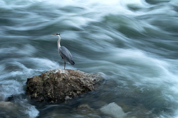 Lonely heron, standing on the top of the rock in the strong, foamy river current, catching fish. Photographed at shores of Sava river in Zagreb, Croatia