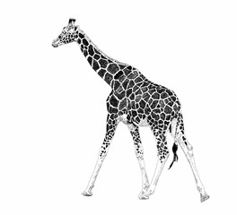 Cute giraffe on a white background. African safari animal. Doodle set. Black and white. Vector art illustration. Wildlife mammals. Nature objects. Vintage engraving. Hand drawn sketch style.