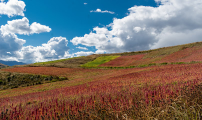 Red quinoa flowers, cultivation in Cusco with blue sky, from Perú 