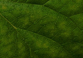 green leaf texture