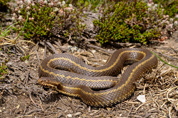 Iberian cross adder / Nordiberische Kreuzotter, Iberienotter (Vipera seoanei) - National park...