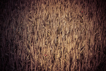 Green wheat in the field. french landscape