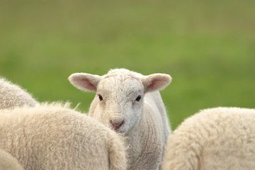 lamb in the field
