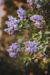Fototapeta na wymiar Purple lilac blossoms blooming in springtime