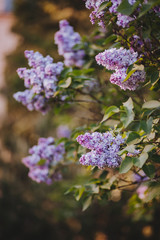 Purple lilac blossoms blooming in springtime © Nastya Tepikina