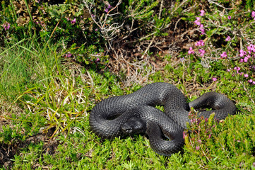 Nordiberische Kreuzotter / Iberienotter (Vipera seoanei) melanistisches Exemplar aus Portugal -...