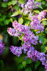 Purple lilac blossoms blooming in springtime © Nastya Tepikina