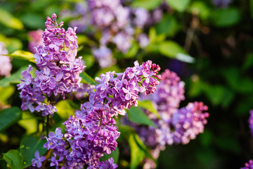 Purple lilac blossoms blooming in springtime