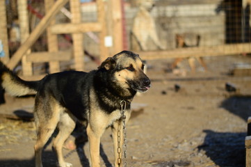 one dog in a dog shelter