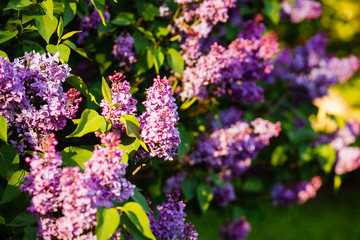 Purple lilac blossoms blooming in springtime