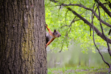 squirrel on a tree