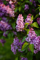 Purple lilac blossoms blooming in springtime © Nastya Tepikina
