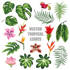 Set of tropical leaves and jungle art decoration vector illustration. Summer plants in various shape and size flat style. Exotic palm leaves. Botanical design. Isolated on white background