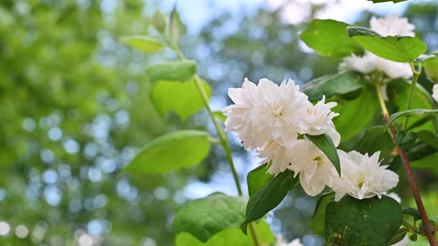 Blooming jasmine in the garden, a little bee hovering over a bud and blue sky. Beautiful bokeh and morning sunlight in the frame. Beautiful white flowers, aromatherapy.