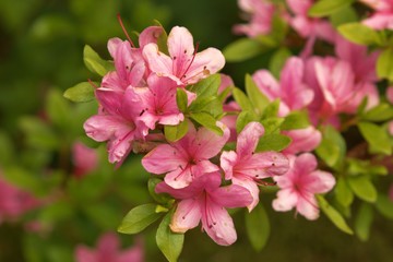 Fototapeta na wymiar pink azalea flowers