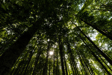 Obraz premium The plateau of Cansiglio in Italy