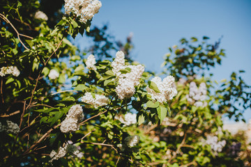 White lilac blossoms blooming in springtime