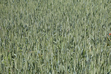 Green wheat in the field. french landscape