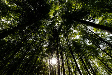 Obraz premium The plateau of Cansiglio in Italy