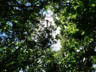 Fototapeta na wymiar sun rays through trees