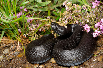 Nordiberische Kreuzotter / Iberienotter (Vipera seoanei) melanistisches Exemplar aus Portugal -...