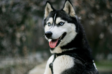 siberian husky dog