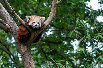 red panda in tree
