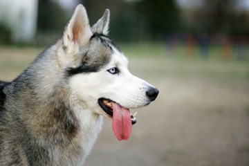 siberian husky dog portrait