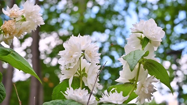 Blooming jasmine in the garden and blue sky. Beautiful bokeh and morning sunlight in the frame. Beautiful white flowers, aromatherapy.