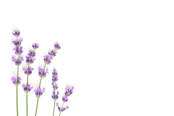 Lavender flowers isolated on white background. Flat lay, top view, copy space. Minimal concept.

