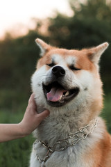 portrait of a dog