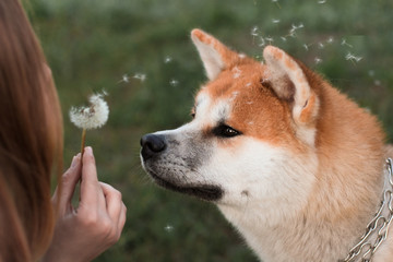 portrait of a dog