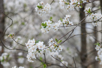 Blooming white flowers cherry orchard in spring.
