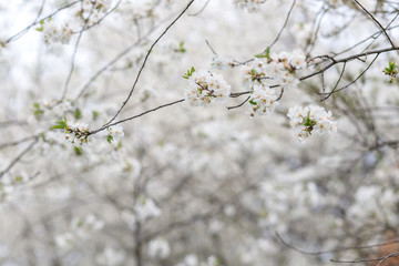 Blooming white flowers cherry orchard in spring.