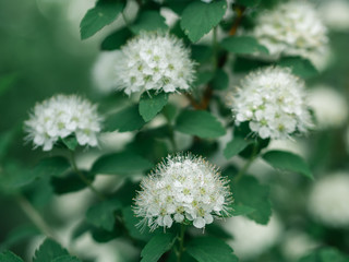 Spring photo of bushes with buds that began to bloom. Bushes in the park in spring. Plants in the spring.