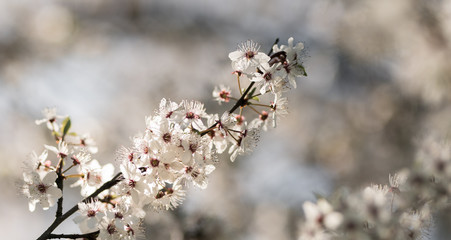beautiful closeup spring blossoming tree flowers. Bokeh background