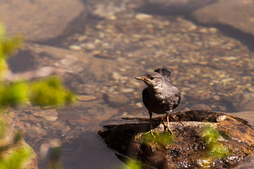 water bird inside Banff National Park, Alberta, Canada