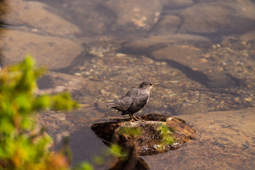 water bird inside Banff National Park, Alberta, Canada
