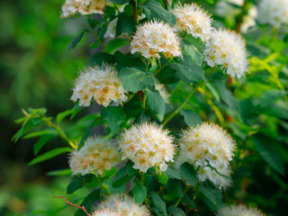 Spring photo of bushes with buds that began to bloom. Bushes in the park in spring. Plants in the spring.