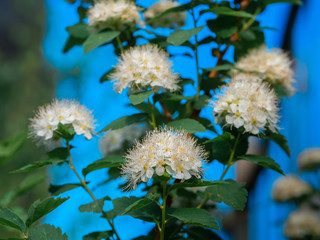 Spring photo of bushes with buds that began to bloom. Bushes in the park in spring. Plants in the...