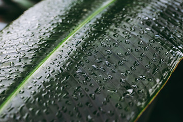 Selective focused on green leaf with water or rain or dew in dark forest tone.