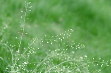 Shepherd's purse in grass. Green background.