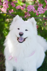 close up portrait of white samoyed dog looking to the camera and smiling