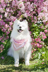 White samoyed dog with pink spring blossoms